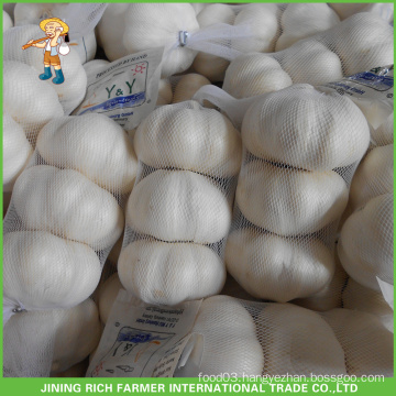 High quality and best price 6.0cm fresh garlic